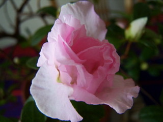 Coronavirus Gift: Time to Wake Up